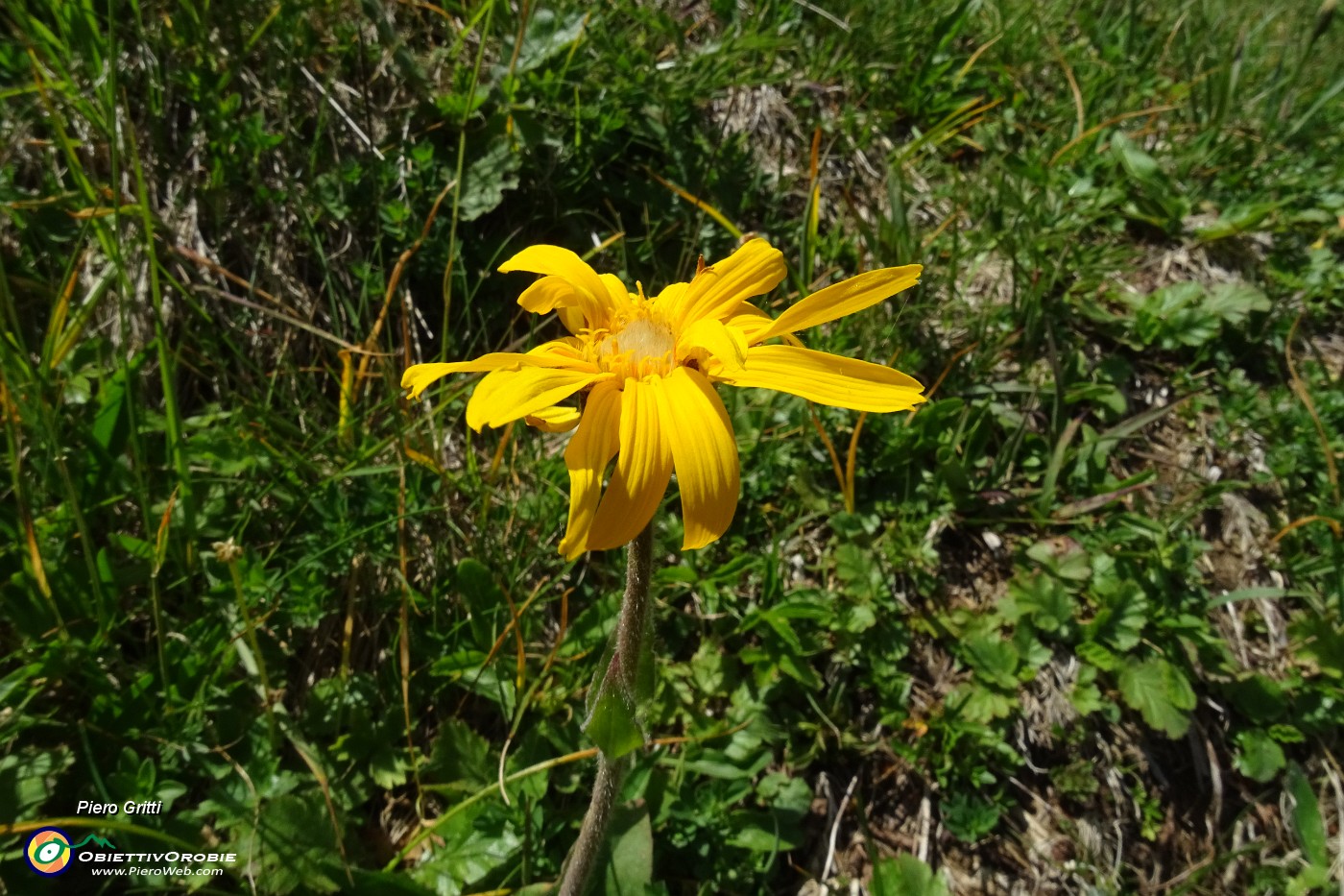 94 Arnica montana.JPG